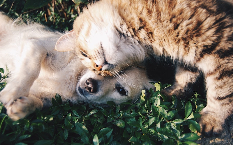 Read more about the article Furry Friends Deserve the Best: Pet Gift Ideas!